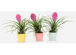 Tillandsia Cyanea 'Pastel' – 3 Piante In Vaso Di Ceramica Ø7 Cm – Altezza 20-30 Cm – Piante Da Appartamento Esotiche Con Fiori Rosa – Bromelia Facili Da Curare Che Purificano L'aria Per La Casa E L'ufficio