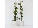 Caprifoglio – 2 Piante – Lonicera Henryi 'Copper Beauty' – Altezza 110–120 Cm – Ø 17 Cm – Piante Rampicanti Profumate E Resistenti Al Freddo Con Fiori Gialli – Piante Rampicanti A Crescita Rapida Per Recinzioni, Pergolati E Giardini