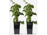 Set Di Bacche Giapponesi – 2X Rubus Phoenicolasius – Altezza 50–60 Cm Ø15 Cm – Attraente Arbusto Da Bacche Con Frutti Rossi Commestibili – Resistente All'inverno, Facile Da Curare, Adatto Alle Api, Per Giardini E Terrazze