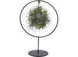Pianta Aerea Tillandsia Ring Mix – Ø17 Cm – Altezza Circa 30 Cm – Pianta Decorativa Da Interno Senza Terra – Pianta Aerea Di Facile Manutenzione Per Soggiorno, Ufficio E Balcone