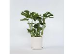 Monstera – Monstera Deliciosa – Altezza 70–80 Cm – Ø 21 Cm – Pianta Da Appartamento Che Purifica L'aria Con Grandi Foglie Traforate – Pianta Rampicante Tropicale Di Facile Manutenzione Per Soggiorno E Ufficio