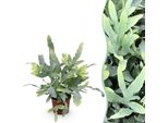 Phlebodium Aureum Blue Star Fern – Felce Blu – Pianta Da Appartamento Adatta Agli Animali Domestici 12 Cm – Altezza Circa 25 Cm – Felce Tropicale Decorativa Per Soggiorno E Ufficio