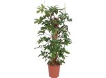 Baumfreund – Philodendron Pedatum – Pianta Da Appartamento – Ø27 Cm – ↕130 Cm – Facile Da Curare – Atmosfera Tropicale – Purificante Dell'aria