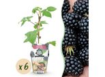 Mora Rubus Fruticosus Black Satin Resistente Al Freddo 6 Piante Ø9Cm Altezza30Cm – More Succose Per Giardino, Aiuola, Balcone E Terrazza
