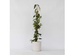 Caprifoglio – Lonicera Henryi 'Copper Beauty' – Altezza 110–120 Cm – Ø 17 Cm – Pianta Rampicante Profumata E Resistente Al Freddo Con Fiori Gialli – Pianta Rampicante A Crescita Rapida Per Recinzioni, Pergolati E Giardini