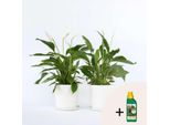 Giglio Della Pace – 2 Piante – Spathiphyllum 'Lima' – Altezza 60–75 Cm – Ø 17 Cm – Pianta Da Appartamento Purificatrice Dell'aria Con Fiori Bianchi – Facile Da Curare E Resistente – Concime Per Piante Incluso