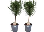 Rosmarino Su Stelo – 2 Piante – Rosmarinus Officinalis – Ø14 Cm – Altezza Circa 45 Cm – Erba Aromatica Mediterranea – Profumata E Facile Da Curare, Ideale Per Balconi, Terrazze E Cucine