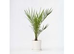 Palma Da Dattero Delle Canarie – Phoenix Canariensis – Altezza 50–60 Cm – Ø 15 Cm – Palma Da Interno E Da Giardino Facile Da Curare E Robusta – Resistente Al Freddo Fino A -5 °C – Atmosfera Tropicale Per Giardino, Terrazza E Balcone