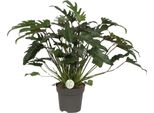 Philodendron Xanadu - Pianta Da Appartamento - Ø21 Cm - ↕65 Cm - Foglie Verdi E Rigogliose - Facile Da Curare