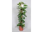 Epipremnum Pinnatum Mosstok - Scindapsus - Altezza 120Cm - Ø24Cm - Pianta Rampicante Con Bastoncino Di Muschio - Pianta D'appartamento Che Purifica L'aria - Facile Da Curare E Decorativa Per Interni
