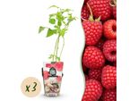 Lampone Rubus Idaeus Ottawa Resistente Al Freddo 3 Piante Ø9Cm Altezza 30Cm – Lampone Rosso Per Giardino, Aiuola, Balcone E Terrazza – Dolce E Produttivo