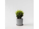 Agrifoglio Giapponese – Ilex Crenata 'Jenny' – Altezza 30–40 Cm – Ø 17 Cm – Sostituto Sempreverde Del Bosso, Di Forma Sferica – Pianta Da Giardino Resistente Al Freddo, Facile Da Curare, Con Bacche Nere