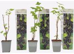 Ribes Nero – 3 Piante – Ribes Nigrum – Altezza 25–40 Cm – Ø 9 Cm – Pianta Da Bacche Ricca Di Vitamine E Ad Alto Rendimento – Arbusto Da Frutto Resistente Al Freddo Per Giardini, Aiuole E Balconi