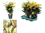 Croton Wilma - Pianta Da Appartamento - Ø17Cm - ↕60Cm - Pianta Tropicale Colorata Con Fogliame Dai Colori Vivaci - Facile Da Curare E Decorativa