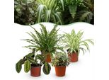 Mix Di Piante Da Appartamento – Set Di 4 Piante – Ø12 Cm, Altezza Circa 25 Cm – Chlorophytum Maranta Callisia Nephrolepsis – Piante Verdi Adatte Agli Animali Domestici