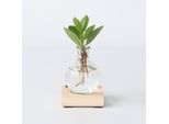 Pianta Idroponica Clusia Rosea – Albero Del Balsamo In Vaso Con Luce Led E Supporto – Altezza 15-20 Cm – Ø 8 Cm – Pianta Da Appartamento Idroponica Di Facile Manutenzione – Idea Regalo Decorativa Per La Casa E L'ufficio