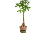 Pachira Aquatica Con Cesto - Altezza 120-140Cm - Ø24Cm - Albero Dei Soldi Intrecciato - Pianta D'appartamento Di Facile Cura Con Effetto Purificante Dell'aria Per Il Soggiorno E L'ufficio