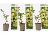Uva Spina – 3 Piante – Ribes Uva-Crispa – Altezza 25–40 Cm – Ø 9 Cm – Arbusto Da Frutto Con Bacche Agrodolci – Pianta Da Frutto Ricca Di Vitamine Per Giardini E Balconi – Facile Da Curare E Molto Produttiva