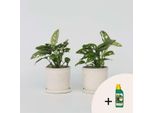 Foglia Da Finestra – 2 Piante – Monstera 'Monkey Mask' – Altezza 25–30 Cm – Ø 12 Cm – Pianta Da Appartamento Di Tendenza Con Foglie Decorative – Facile Da Curare E Purificatrice Dell'aria – Fertilizzante Incluso
