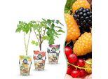 Set Di Piante Da Frutto Resistenti Al Freddo 3 Piante Ø9Cm Altezza 30Cm – Ribes Rosso Lampone Giallo Mora Nera – Ideale Per Giardino, Aiuola, Balcone E Terrazza