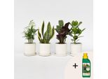 Set Di Piante Da Appartamento – 4 Piante – Ctenanthe, Chamaedorea, Clusia E Sansevieria – Altezza 25–40 Cm – Ø 12 Cm – Piante Robuste E Facili Da Curare, Incl. 500 Ml Di Fertilizzante Liquido Pokon – Per La Casa E L'ufficio