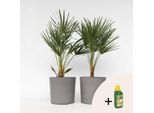 Palma Di Montagna – 2 Piante – Chamaerops Humilis – Altezza 70–80 Cm – Ø 21 Cm – Palma Europea Resistente Al Freddo – Pianta Da Giardino E Da Vaso Facile Da Curare – Concime Incluso