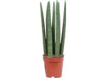 Lingua Di Suocera - Sansevieria Dritta - Pianta D'appartamento - Ø12 Cm - Altezza Circa 40 Cm - Facile Da Curare E Purificante Dell'aria - Ideale Per Piccoli Ambienti E Luoghi Semi-Ombreggiati