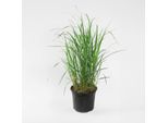 Erba Cavallina – Calamagrostis 'Karl Foerster' – Altezza 40–60 Cm – Ø 23 Cm – Erba Ornamentale Resistente Al Freddo Con Spighe Di Fiori Color Bronzo – Pianta Perenne Di Facile Manutenzione Per Giardini, Aiuole E Vasi