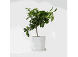 Albero Di Limone – Citrus Limon – Altezza 60–70 Cm – Ø 19 Cm – Pianta Agrumata Profumata Con Frutti Commestibili – Pianta Da Vaso Per Balconi, Terrazze E Giardini D'inverno – Facile Da Curare E Decorativa