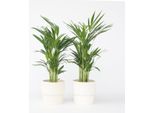 Palma Da Frutto Dorata – 4 Piante – Dypsis Lutescens – Altezza 60–70 Cm – Ø 17 Cm – Palme Areca Purificatrici Dell'aria – Piante Da Appartamento Facili Da Curare – Verde Tropicale Per Soggiorno, Ufficio E Giardino D'inverno