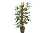 Baumfreund - Philodendron Pedatum - Pianta Da Appartamento - Ø24 Cm - ↕120 Cm - Facile Da Curare - Ombra Parziale - Fogliame Verde Intenso