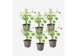 Malva Del Capo Anisodontea Capensis 'El Rayo' – 6 Piante – Altezza 25–40 Cm – Ø 9 Cm – Arbusto Ornamentale A Fioritura Continua Con Fiori Rosa – Pianta Di Facile Manutenzione Per Giardino, Terrazza E Balcone