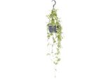 Ceropegia Linearis 'Iris' - Pianta Da Appartamento - Ø14Cm - ↕38Cm - Succulenta Da Appendere Con Foglie A Forma Di Cuore - Facile Da Curare E Decorativa