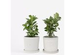 Rosa Del Deserto – 2 Piante – Adenium Obesum – Altezza 25–40 Cm – Ø 11 Cm – Pianta Da Appartamento Esotica Con Fiori Rosa – Succulenta Di Facile Manutenzione Per Luoghi Soleggiati – Elemento Decorativo Tropicale