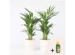Palma Da Frutto Dorata – 2 Piante – Dypsis Lutescens – Altezza 60–70 Cm – Ø 17 Cm – Piante Da Appartamento Che Purificano L'aria – Palme Facili Da Curare Per Il Soggiorno E L'ufficio – Concime Pokon Incluso