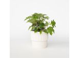 Hydrangea Paniculata ‘Toy Soldier’ – Ortensia – Altezza 25–40 Cm – Ø 19 Cm – Fiori Bianchi E Verdi – Pianta Da Giardino Resistente Al Freddo – Per Aiuole, Balconi E Terrazze – Facile Da Curare E A Fioritura Prolungata