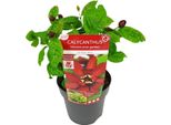Sinocalycanthus Hartlage Wine – Ø19 Cm – Altezza Circa 30-50 Cm – Carolina Allspice – Arbusto Ornamentale Profumato Con Fiori Rosso-Violacei – Pianta Da Giardino E Da Vaso