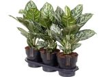 Aglaonema 'Jungle Silver' - Ø19Cm - Altezza Circa 60Cm - Elegante Pianta D'appartamento Con Foglie Verde-Argento - Pianta Verde Facile Da Curare E Che Purifica L'aria Per Soggiorno, Ufficio E Camera Da Letto
