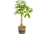 Pachira Aquatica Con Cesto - Altezza 90-110Cm - Ø21Cm - Pianta Da Appartamento In Castagno Fortunato Con Tronco Intrecciato - Facile Da Curare E Purificante Dell'aria Per Soggiorno E Ufficio