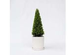 Agrifoglio Giapponese – Ilex Crenata 'Jenny' – Altezza 55–65 Cm – Ø 21 Cm – Pianta Da Giardino Sempreverde A Forma Piramidale – Alternativa Resistente Al Freddo Al Bosso Per Aiuole, Terrazze E Vasi
