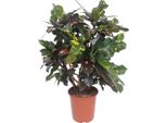 Croton Magnificent – Codiaeum Magnificent – Pianta Da Appartamento – Ø27 Cm – ↨110 Cm – Tropicale Colorata – Purificante Dell'aria E Facile Da Curare