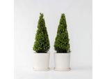 Agrifoglio Giapponese Ilex Crenata 'Jenny' – 2 Piante – Altezza 55–65 Cm – Ø 21 Cm – Sostituto Sempreverde Del Bosso A Forma Piramidale – Pianta Da Siepe Resistente Al Freddo E Arbusto Ornamentale