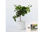 Albero Di Limone – Citrus Limon – Altezza 60–70 Cm – Ø 19 Cm – Pianta Da Vaso Profumata E Fruttifera – Sempreverde E Mediterranea – Per Giardino, Terrazza E Balcone – Inclusi 10 Litri Di Terriccio Pokon