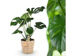 Monstera Deliciosa – 70-80 Cm – 21 Cm Con Cesto – Pianta Facile Da Curare – Pianta Tropicale Da Interno Con Grandi Foglie Traforate Per Soggiorno, Ufficio E Ambienti Moderni
