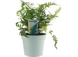 Felce Maculata - Polypodium Vulgare - Pianta D'appartamento - Ø17Cm - ↕40Cm - Felce Facile Da Curare Con Foglie Piumose - Pianta Verde Purificatrice D'aria Per Interni