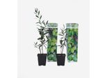 Olivo – 2 Piante – Olea Europaea – Altezza 25–40 Cm – Ø 9 Cm – Pianta Mediterranea Sempreverde Con Olive Vere – Resistente Al Freddo E Facile Da Curare, Per Giardini E Balconi