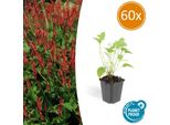 Persicaria Amplexicaulis – ↕10-25 Cm – Ø9 Cm – 60 Piante – Fiori Rossi – Fioritura Estiva – Facile Da Curare – Da Sole A Mezz'ombra