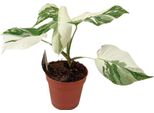 Monstera Deliciosa Variegata Super White - Foglia Di Finestra - Ø15Cm - ↕35-40Cm - Rara Pianta Da Appartamento Con Variegatura Bianco-Verde - Esotica E Decorativa - Per Spazi Luminosi