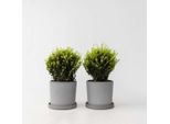 Agrifoglio Giapponese – 2 Piante – Ilex Crenata 'Jenny' – Altezza 30–40 Cm – Ø 17 Cm – Forma Sferica Sempreverde – Sostituto Del Bosso Facile Da Curare – Pianta Da Giardino Resistente Al Freddo Per Aiuole E Vasi