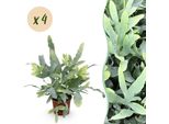 Phlebodium Aureum Blue Star – Set Di 4 Piante – Ø12 Cm, Altezza 25-30 Cm – Felce Blu Con Foglie Blu-Verdi – Pianta Da Appartamento Adatta Agli Animali Domestici